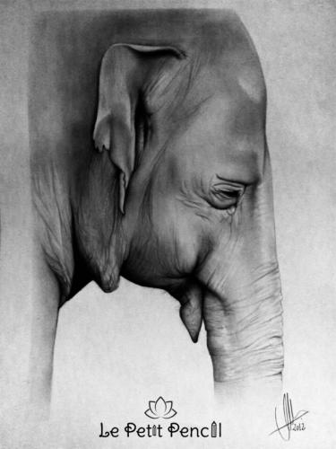 retrato a lapiz  le petit pencil  elefante